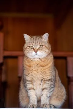 Cat on the refrigerator, the cat looks down from the evening Stock Photos