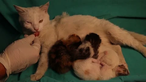 Cat refuses to eat due to Bronchitis. vet tries to feed the patient. vet clinic Stock Footage 150472713