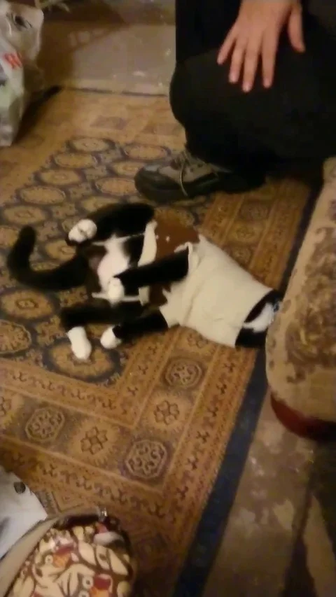 Cat refuses to get up in protest over wearing Christmas jumper Stock Footage 106318026