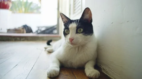 Cat Relax 2 Stock Footage 77848906