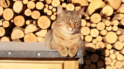 Cat relax on Stock Footage 34968199