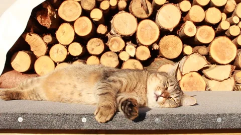 Cat relax on Stock Footage 34969438