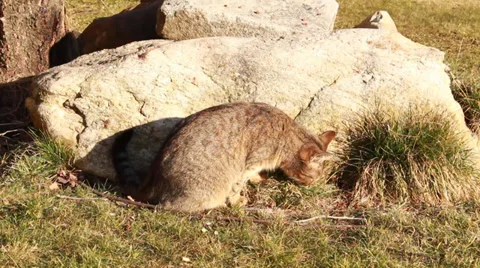Cat relax on Stock Footage 34977792