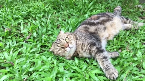 Cat relax Stock Footage 80627060