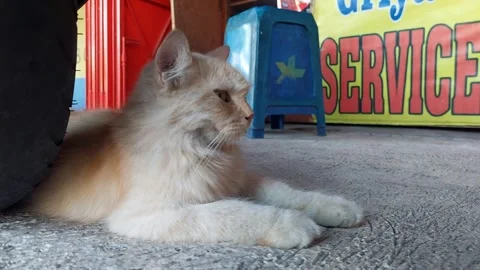 Cat Relaxation on Ground 스톡 동영상 281244323