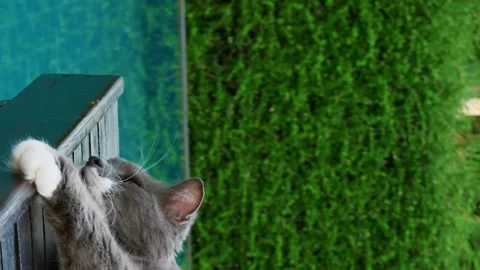 Cat relaxation by pool vertical video close-up serene tranquil perfect feline Stock Footage 269152242