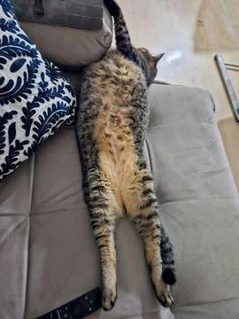 Cat relaxed on the couch Stock Photos