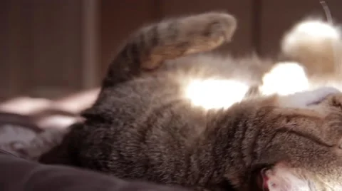 Cat is relaxed Video stock 67625996