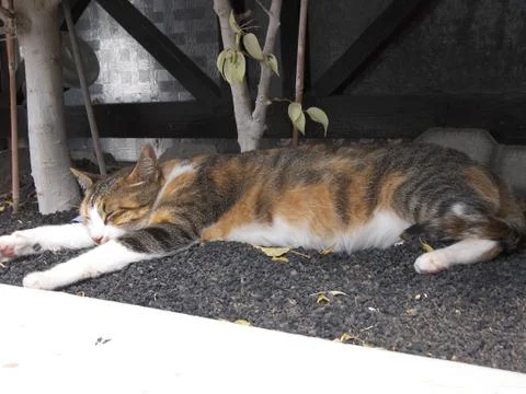 Cat relaxed Stock Photos