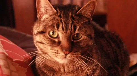 Cat relaxes and moves ear Stock Footage 45706719