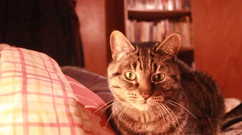 Cat relaxes on blankets in front of bookcase Stock Footage 45706714