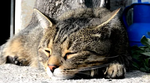 Cat relaxes 스톡 동영상 33549848