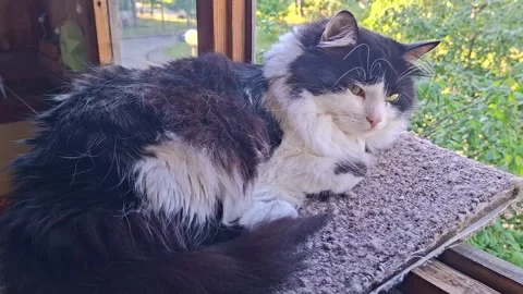 A cat relaxes on a scratching post by a window Stock Footage 343363589