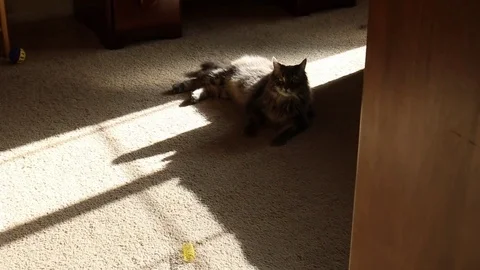 Cat Relaxes In Sunlight 動画素材 82764800