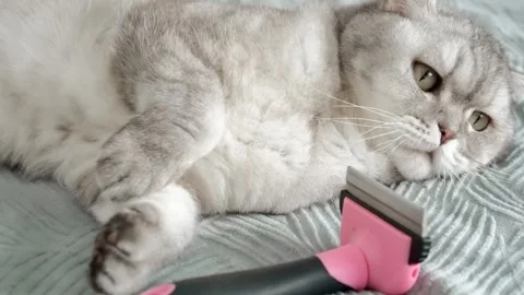 Cat relaxes while being groomed with  pet tool at home in morning.  cat lies  Stock-Footage 336670654