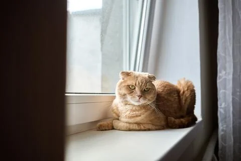 Cat relaxes on a windowsill while observing the outside world in a cozy hom.. Stock Photos