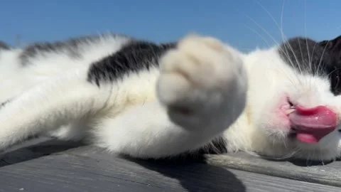 Cat relaxing and cleaning itself Stockbeeldmateriaal 335649559