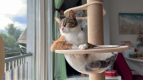 Cat relaxing and looking outside from modern cat tree Stock Footage 305508214