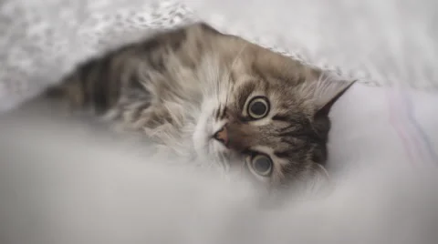 Cat is relaxing in a bed Video stock 64794334