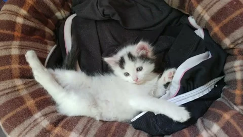 Cat Is Relaxing On A Bed Stock Footage 130905107