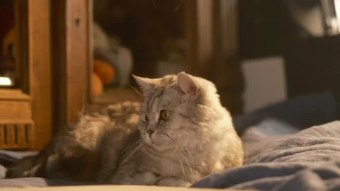Cat relaxing on a bed in sunlight, dust particles Stock Footage 345108620