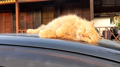 The cat is relaxing on the car Stock Footage 147369682