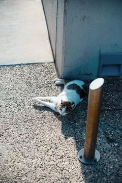Cat Relaxing on Concrete Surface Stock Photos