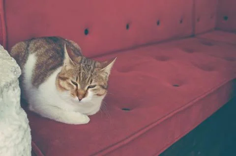 Cat relaxing on the couch. Stock Photos