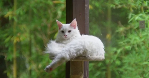 Cat Relaxing Stock Footage 75064561