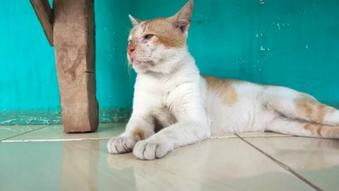Cat is relaxing Stock Footage 210118200