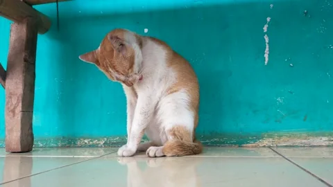 Cat is relaxing Stock Footage 210118236