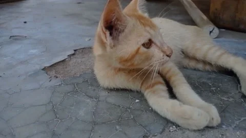 Cat relaxing Video stock 221080635
