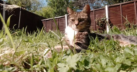 Cat relaxing in a garden Video stock 129874583