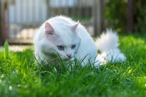 Cat relaxing in grass Stock Photos