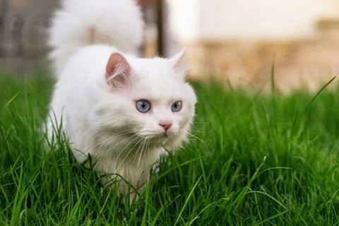Cat relaxing in grass. Stock Photos
