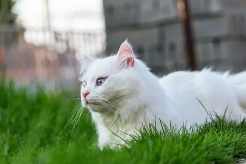 Cat relaxing in grass. Stock Photos