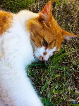 Cat relaxing on the grass Stock Photos