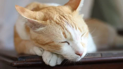 The cat relaxing at home. 스톡 동영상 129280967