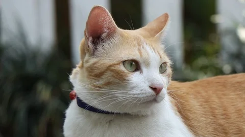 The cat relaxing at home. 스톡 동영상 129281074