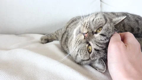 Cat relaxing. Human hand touching and petting. Comfortable cuddling. Stock Footage 133658351
