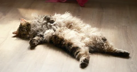Cat relaxing on its back in bright sunlight on a wooden floor inside a home Stock Footage 340185289
