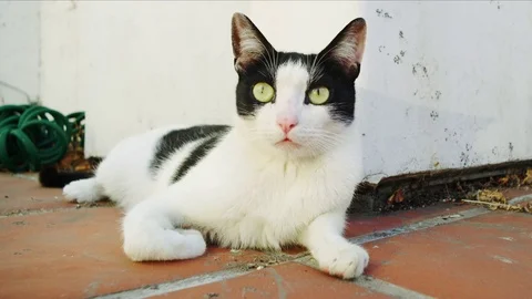 Cat Relaxing looks at camera Stock Footage 77848243
