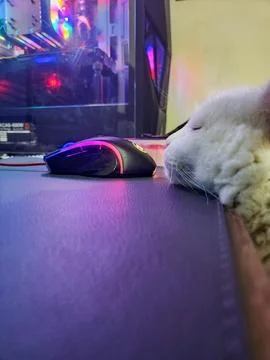 Cat relaxing next to the mouse. Stock Photos