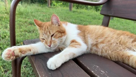 Cat Relaxing on Park Bench in Sunlight Stock Footage 305250111