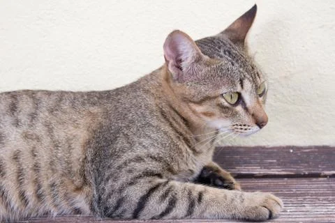 Cat relaxing Stock Photos