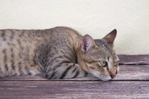Cat relaxing Stock Photos