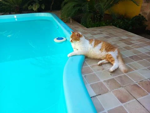 Cat relaxing by the pool. Stock Photos