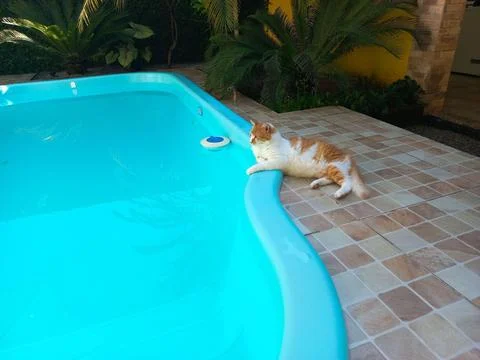 Cat Relaxing by the Pool Stock Photos