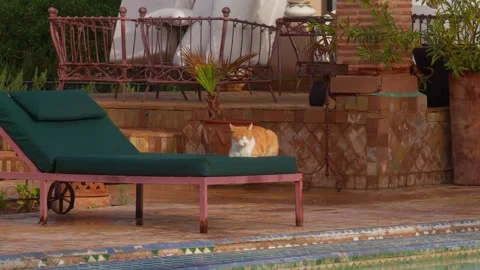 Cat Relaxing on Poolside Lounge Chair at Villa Courtyard in Marrakesh, Morocco Stock Footage 342681797