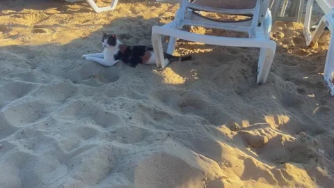 Cat relaxing on the sandy beach next to sun loungers in Cyprus Stock Footage 289965584